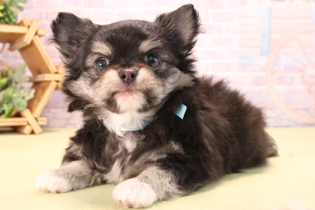 愛知県のチワワ(ロング) (Coo&RIKU名古屋みなと店/2025年9月14日生まれ/男の子/ブラッククリームホワイト)の子犬の3枚目の画像