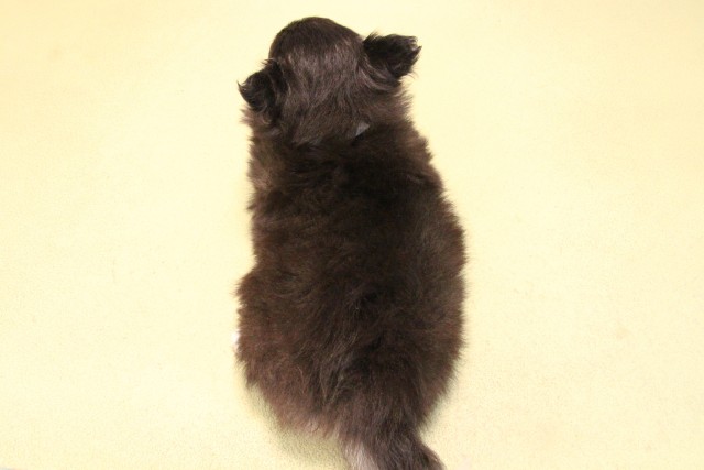 愛知県のチワワ(ロング) (Coo&RIKU名古屋みなと店/2025年9月14日生まれ/男の子/ブラッククリームホワイト)の子犬の4枚目の画像