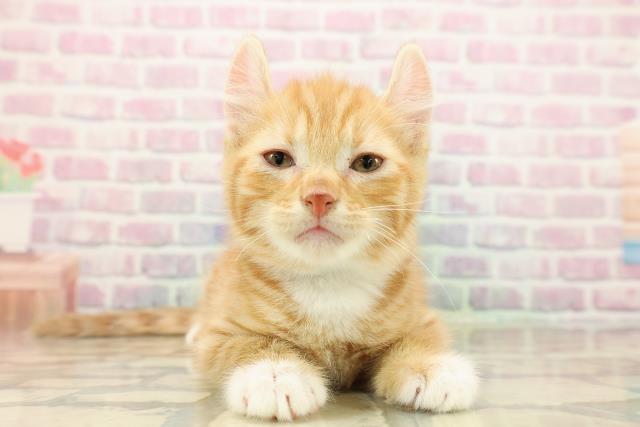 埼玉県のアメリカンカール (Coo&RIKU川口戸塚店/2025年9月13日生まれ/男の子/レッドタビーホワイト)の子猫の1枚目の画像