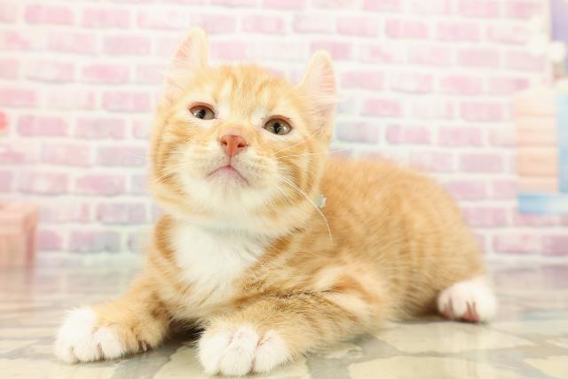 埼玉県のアメリカンカール (Coo&RIKU川口戸塚店/2025年9月13日生まれ/男の子/レッドタビーホワイト)の子猫の2枚目の画像