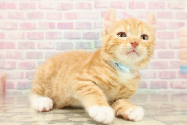 埼玉県のアメリカンカール (Coo&RIKU川口戸塚店/2025年9月13日生まれ/男の子/レッドタビーホワイト)の子猫の3枚目の画像