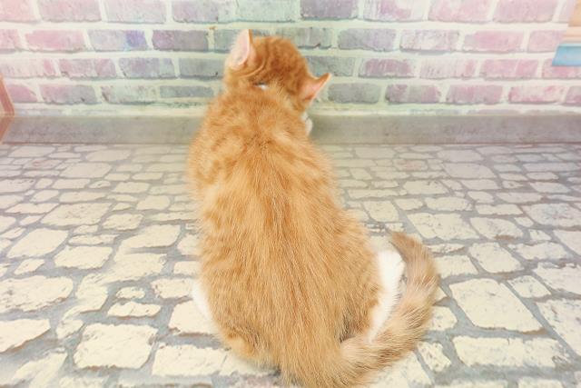 埼玉県のアメリカンカール (Coo&RIKU川口戸塚店/2025年9月13日生まれ/男の子/レッドタビーホワイト)の子猫の4枚目の画像