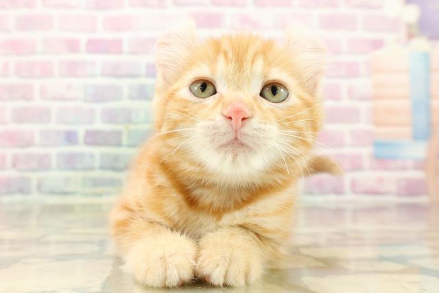 東京都のアメリカンカール (Coo&RIKU福生店/2025年9月13日生まれ/女の子/レッドタビー)の子猫