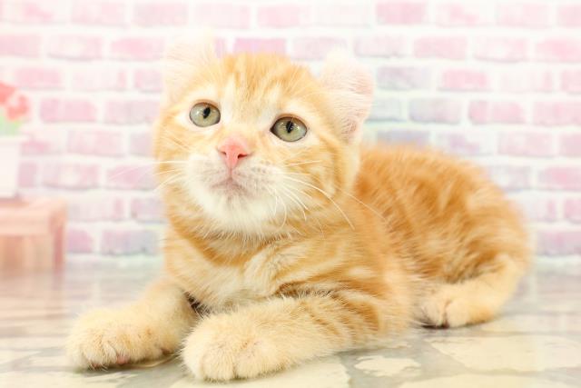 東京都のアメリカンカール (Coo&RIKU福生店/2025年9月13日生まれ/女の子/レッドタビー)の子猫の2枚目の画像