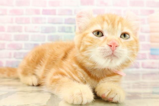 東京都のアメリカンカール (Coo&RIKU福生店/2025年9月13日生まれ/女の子/レッドタビー)の子猫の3枚目の画像