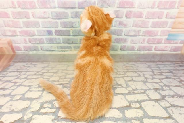 東京都のアメリカンカール (Coo&RIKU福生店/2025年9月13日生まれ/女の子/レッドタビー)の子猫の4枚目の画像