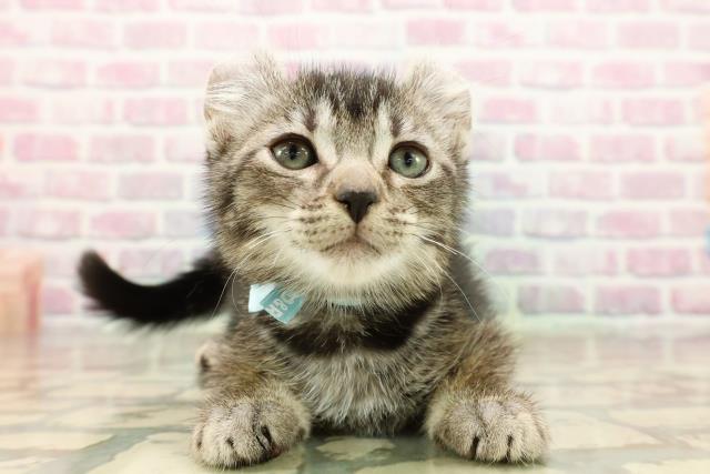 東京都のアメリカンカール (Coo&RIKU八王子西店/2025年9月13日生まれ/男の子/シルバータビー)の子猫の1枚目の画像