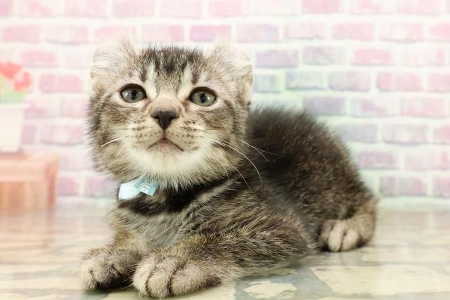 東京都のアメリカンカール (Coo&RIKU八王子西店/2025年9月13日生まれ/男の子/シルバータビー)の子猫の2枚目の画像