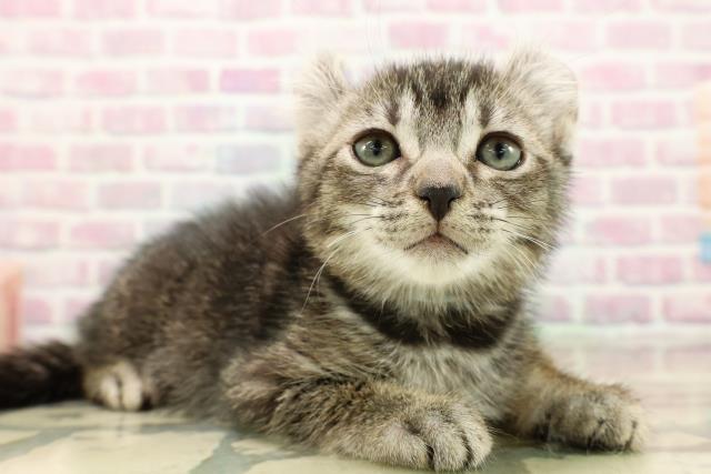 東京都のアメリカンカール (Coo&RIKU八王子西店/2025年9月13日生まれ/男の子/シルバータビー)の子猫の3枚目の画像