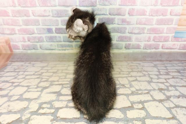 東京都のアメリカンカール (Coo&RIKU八王子西店/2025年9月13日生まれ/男の子/シルバータビー)の子猫の4枚目の画像