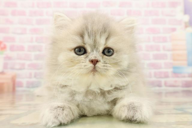 埼玉県のエキゾチック (Coo&RIKUアニマルケアセンター大宮/2025年9月10日生まれ/女の子/ブルークリーム)の子猫の1枚目の画像