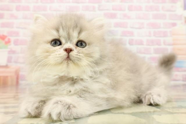 埼玉県のエキゾチック (Coo&RIKUアニマルケアセンター大宮/2025年9月10日生まれ/女の子/ブルークリーム)の子猫の2枚目の画像