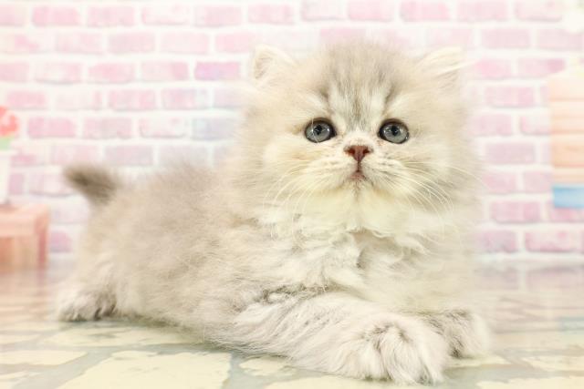 埼玉県のエキゾチック (Coo&RIKUアニマルケアセンター大宮/2025年9月10日生まれ/女の子/ブルークリーム)の子猫の3枚目の画像