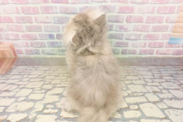 埼玉県のエキゾチック (Coo&RIKUアニマルケアセンター大宮/2025年9月10日生まれ/女の子/ブルークリーム)の子猫の4枚目の画像