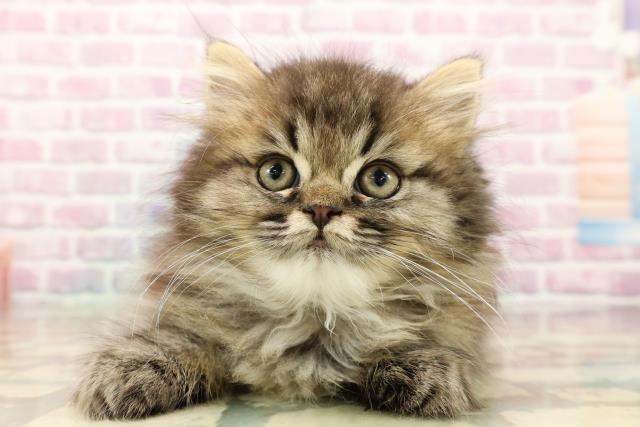 栃木県のエキゾチック (Coo&RIKUFKDインターパーク店/2025年9月10日生まれ/男の子/ブラウンタビー)の子猫の1枚目の画像