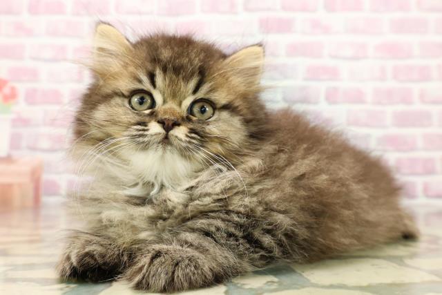 栃木県のエキゾチック (Coo&RIKUFKDインターパーク店/2025年9月10日生まれ/男の子/ブラウンタビー)の子猫の2枚目の画像