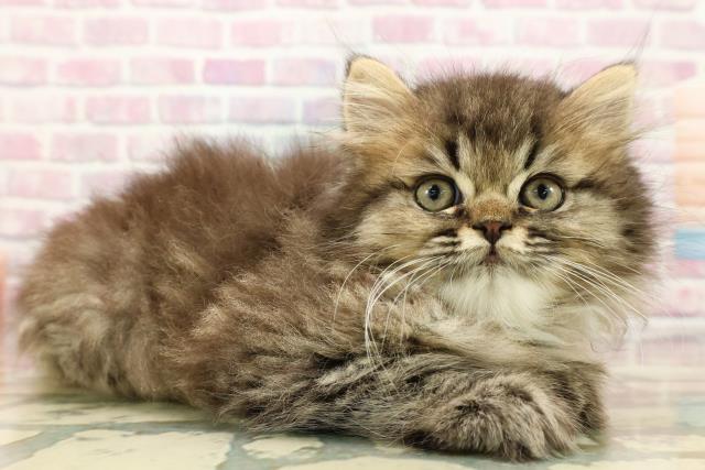 栃木県のエキゾチック (Coo&RIKUFKDインターパーク店/2025年9月10日生まれ/男の子/ブラウンタビー)の子猫の3枚目の画像