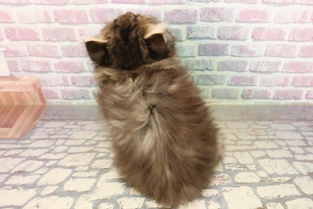 栃木県のエキゾチック (Coo&RIKUFKDインターパーク店/2025年9月10日生まれ/男の子/ブラウンタビー)の子猫の4枚目の画像