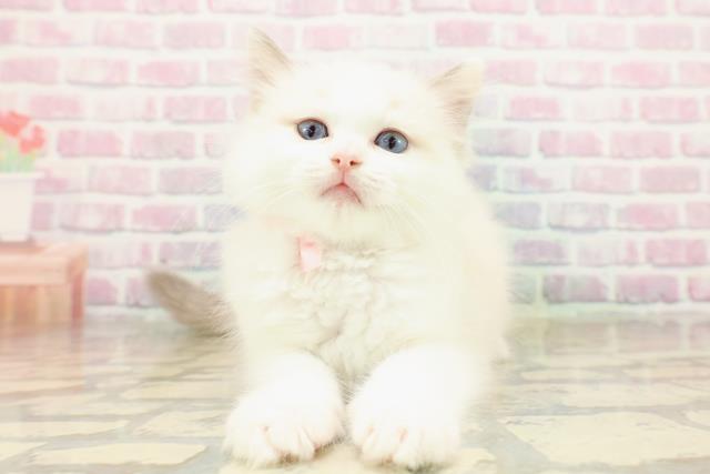埼玉県のラグドール (Coo&RIKU岩槻店/2025年9月11日生まれ/女の子/ブルーポイントバイカラー)の子猫