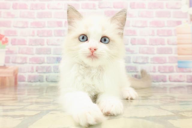埼玉県のラグドール (Coo&RIKU春日部店/2025年9月11日生まれ/女の子/ブルーポイントバイカラー)の子猫