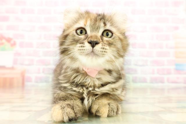 東京都のアメリカンカール (Coo&RIKU中野サンモール店/2025年9月12日生まれ/女の子/ブラウンパッチドタビー)の子猫の1枚目の画像