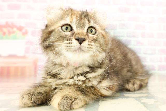 東京都のアメリカンカール (Coo&RIKU中野サンモール店/2025年9月12日生まれ/女の子/ブラウンパッチドタビー)の子猫の2枚目の画像