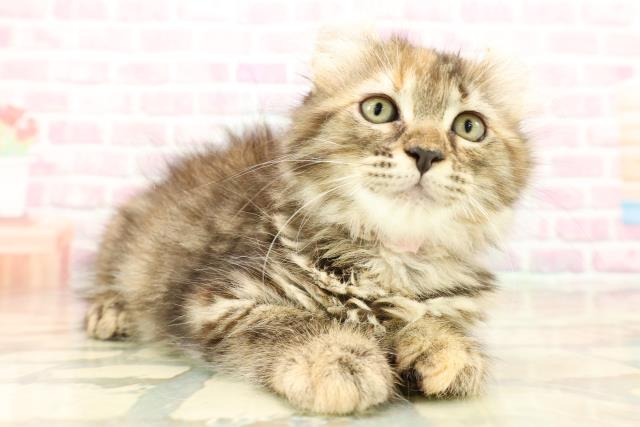 東京都のアメリカンカール (Coo&RIKU中野サンモール店/2025年9月12日生まれ/女の子/ブラウンパッチドタビー)の子猫の3枚目の画像