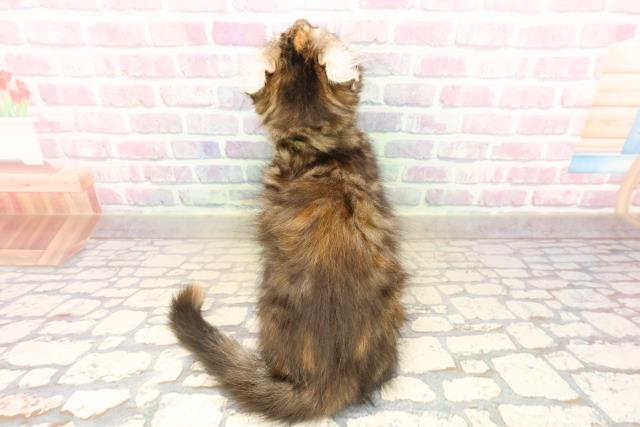 東京都のアメリカンカール (Coo&RIKU中野サンモール店/2025年9月12日生まれ/女の子/ブラウンパッチドタビー)の子猫の4枚目の画像