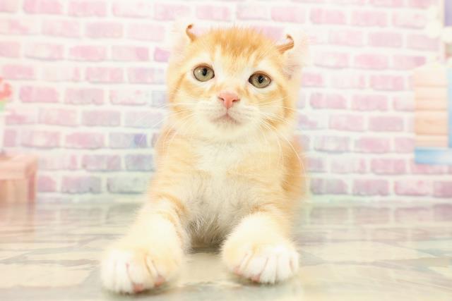 山梨県のアメリカンカール (Coo&RIKU甲府昭和通り店/2025年9月12日生まれ/男の子/レッドタビーホワイト)の子猫の1枚目の画像