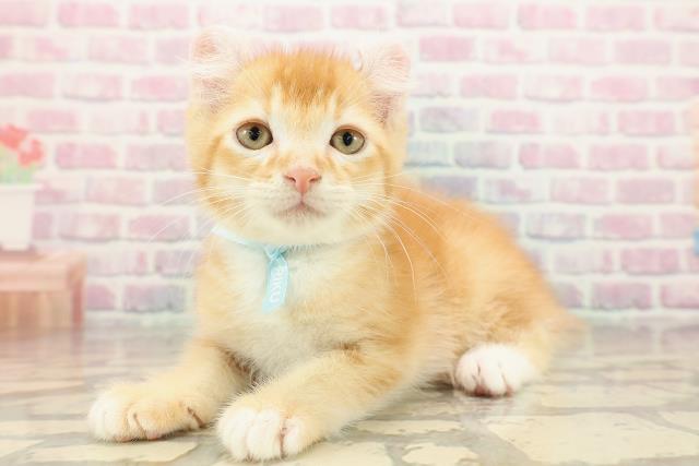 山梨県のアメリカンカール (Coo&RIKU甲府昭和通り店/2025年9月12日生まれ/男の子/レッドタビーホワイト)の子猫の2枚目の画像