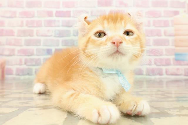 山梨県のアメリカンカール (Coo&RIKU甲府昭和通り店/2025年9月12日生まれ/男の子/レッドタビーホワイト)の子猫の3枚目の画像