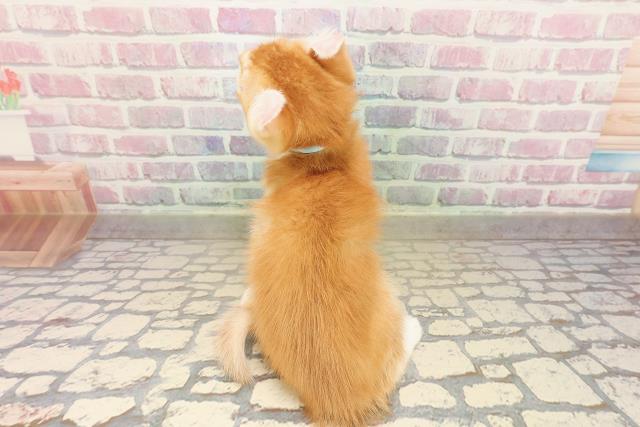 山梨県のアメリカンカール (Coo&RIKU甲府昭和通り店/2025年9月12日生まれ/男の子/レッドタビーホワイト)の子猫の4枚目の画像