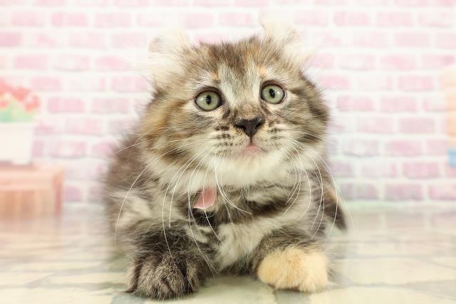 東京都のアメリカンカール (Coo&RIKU足立本店/2025年9月12日生まれ/女の子/ブラウンパッチドタビー)の子猫