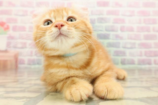 東京都のアメリカンカール (Coo&RIKU府中店/2025年9月12日生まれ/男の子/レッドタビー)の子猫の1枚目の画像