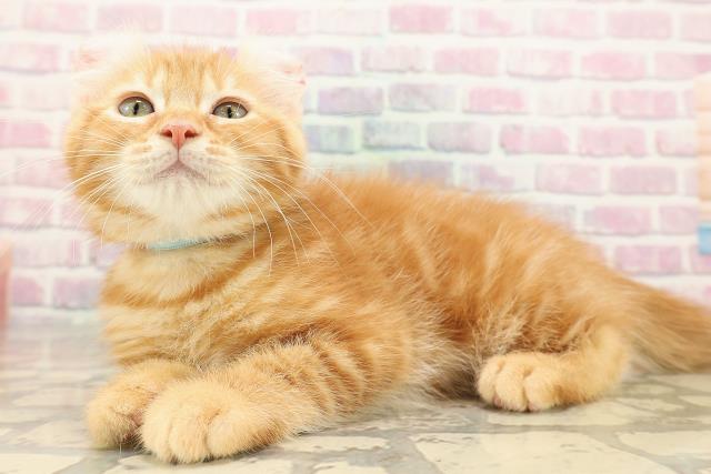 東京都のアメリカンカール (Coo&RIKU府中店/2025年9月12日生まれ/男の子/レッドタビー)の子猫の2枚目の画像