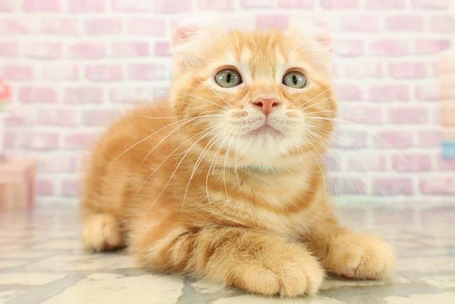 東京都のアメリカンカール (Coo&RIKU府中店/2025年9月12日生まれ/男の子/レッドタビー)の子猫の3枚目の画像