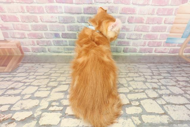 東京都のアメリカンカール (Coo&RIKU府中店/2025年9月12日生まれ/男の子/レッドタビー)の子猫の4枚目の画像