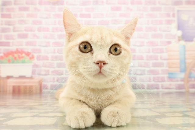 千葉県のブリティッシュショートヘアー (Coo&RIKU流山店/2025年7月4日生まれ/男の子/クリームタビー)の子猫の1枚目の画像