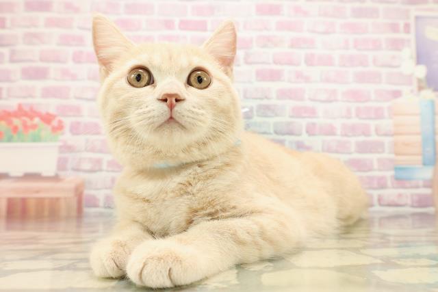 千葉県のブリティッシュショートヘアー (Coo&RIKU流山店/2025年7月4日生まれ/男の子/クリームタビー)の子猫の2枚目の画像