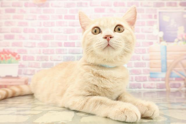 千葉県のブリティッシュショートヘアー (Coo&RIKU流山店/2025年7月4日生まれ/男の子/クリームタビー)の子猫の3枚目の画像