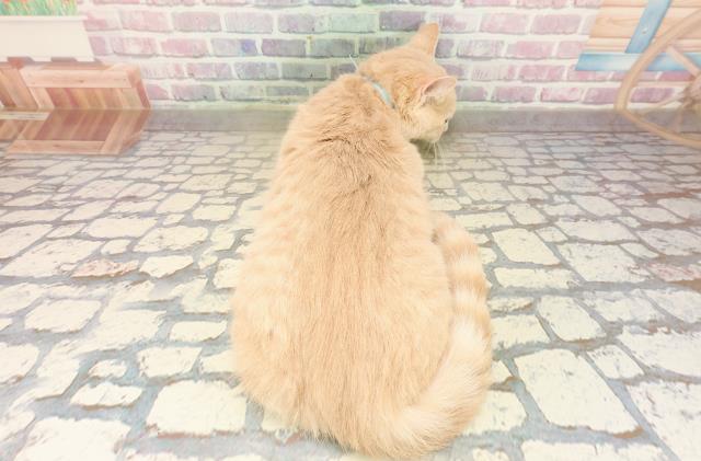 千葉県のブリティッシュショートヘアー (Coo&RIKU流山店/2025年7月4日生まれ/男の子/クリームタビー)の子猫の4枚目の画像