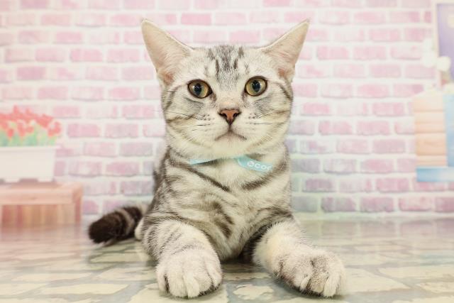 埼玉県のアメリカンショートヘアー (Coo&RIKU川口戸塚店/2025年6月26日生まれ/男の子/シルバータビー)の子猫
