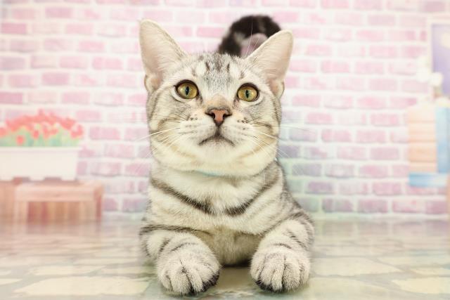 東京都のアメリカンショートヘアー (Coo&RIKU立川店/2025年6月26日生まれ/男の子/シルバータビー)の子猫の1枚目の画像