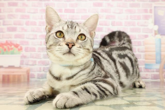 東京都のアメリカンショートヘアー (Coo&RIKU立川店/2025年6月26日生まれ/男の子/シルバータビー)の子猫の2枚目の画像