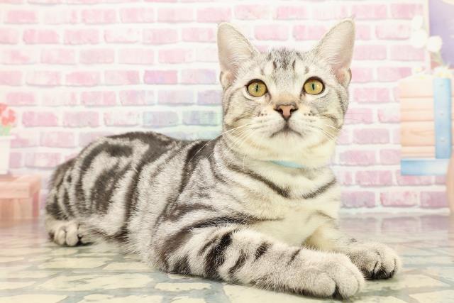 東京都のアメリカンショートヘアー (Coo&RIKU立川店/2025年6月26日生まれ/男の子/シルバータビー)の子猫の3枚目の画像