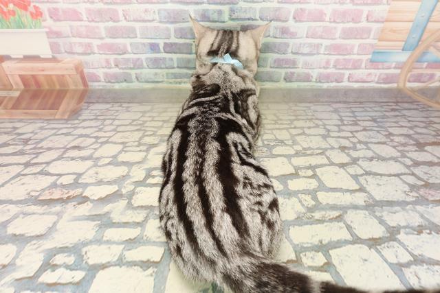 東京都のアメリカンショートヘアー (Coo&RIKU立川店/2025年6月26日生まれ/男の子/シルバータビー)の子猫の4枚目の画像