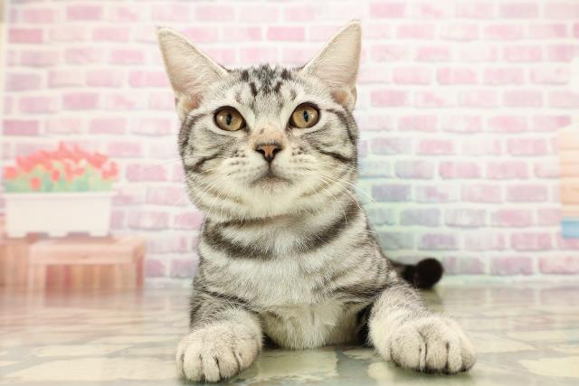 茨城県のアメリカンショートヘアー (Coo&RIKUコメリパワーつくば西店/2025年6月26日生まれ/女の子/シルバータビー)の子猫の1枚目の画像