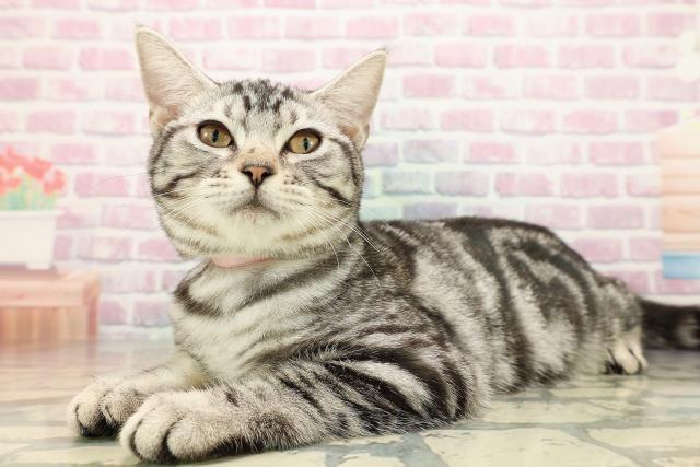 茨城県のアメリカンショートヘアー (Coo&RIKUコメリパワーつくば西店/2025年6月26日生まれ/女の子/シルバータビー)の子猫の2枚目の画像