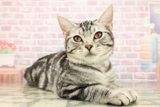 茨城県のアメリカンショートヘアー (Coo&RIKUコメリパワーつくば西店/2025年6月26日生まれ/女の子/シルバータビー)の子猫の3枚目の画像