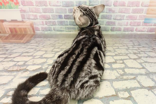 茨城県のアメリカンショートヘアー (Coo&RIKUコメリパワーつくば西店/2025年6月26日生まれ/女の子/シルバータビー)の子猫の4枚目の画像